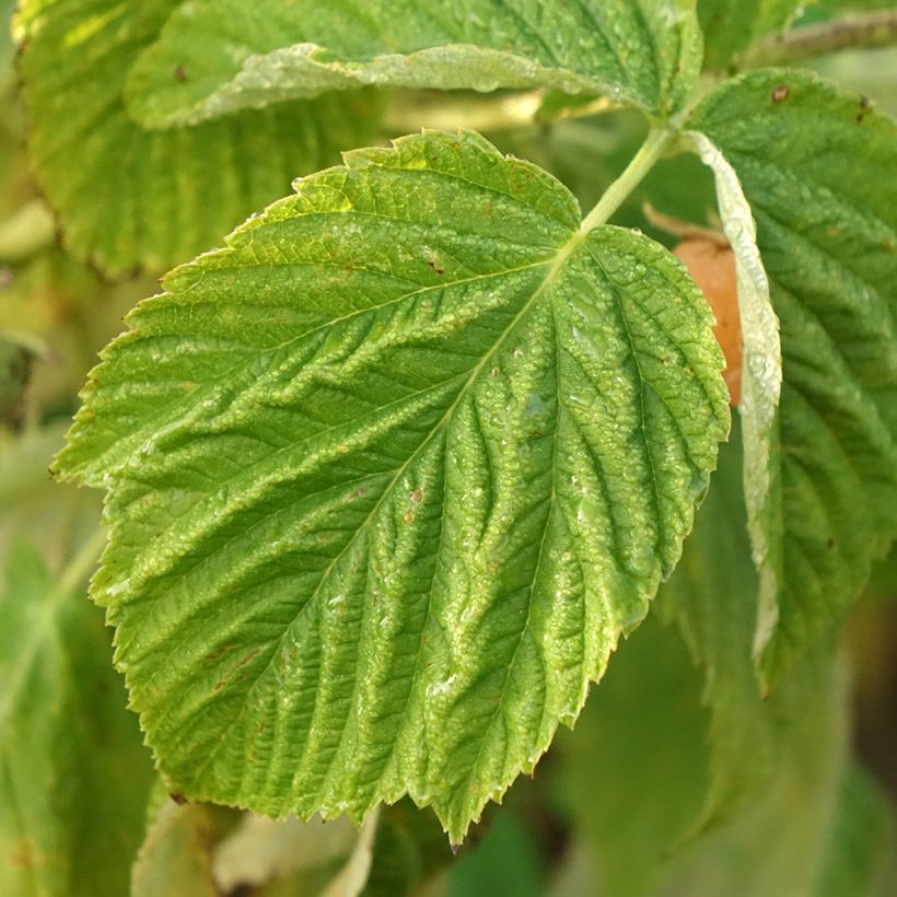 Framboisier nain Lowberry Little Orangelina - Rubus idaeus (Foliage)