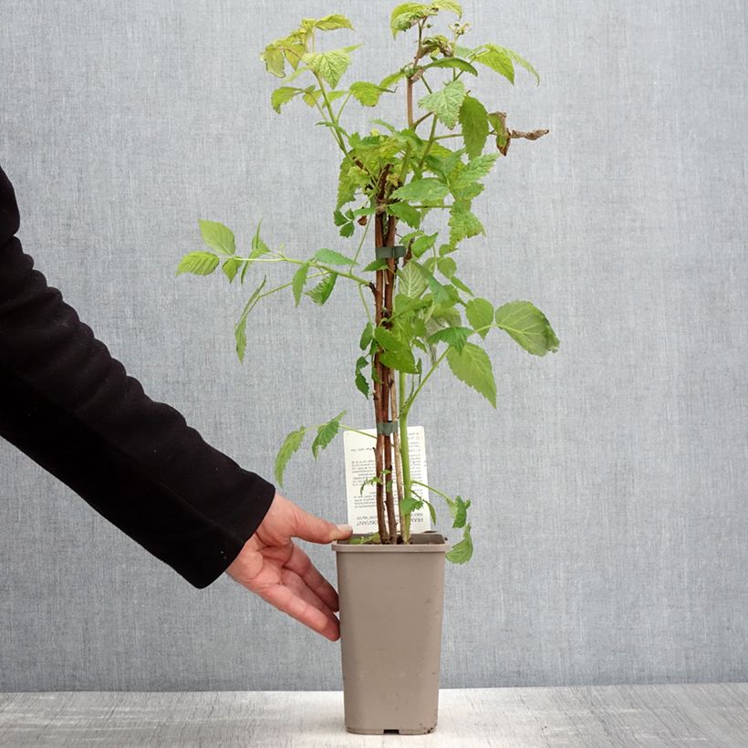 Example of Framboisier Mademoiselle Françoise (remontant) Pot de 1,5L/2L, Touffe as you get in printemps