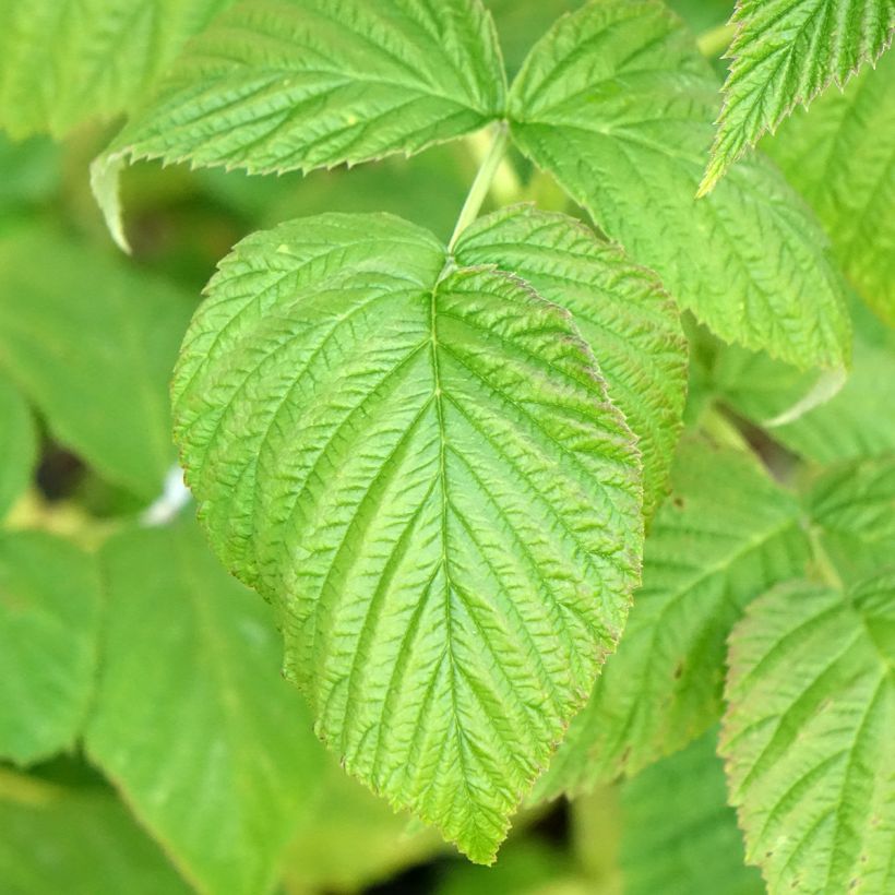 Framboisier Marastar Bio (Foliage)