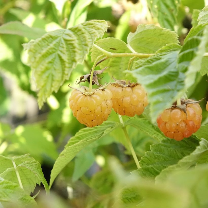 Framboisier nain Lowberry Little Orangelina - Rubus idaeus (Harvest)