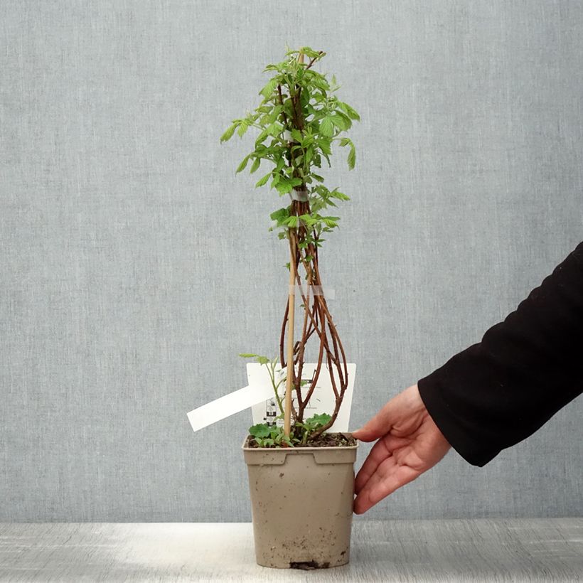 Example of Framboisier nain remontant Bella Aromatica - Rubus idaeus  Pot de 2L/3L as you get in printemps