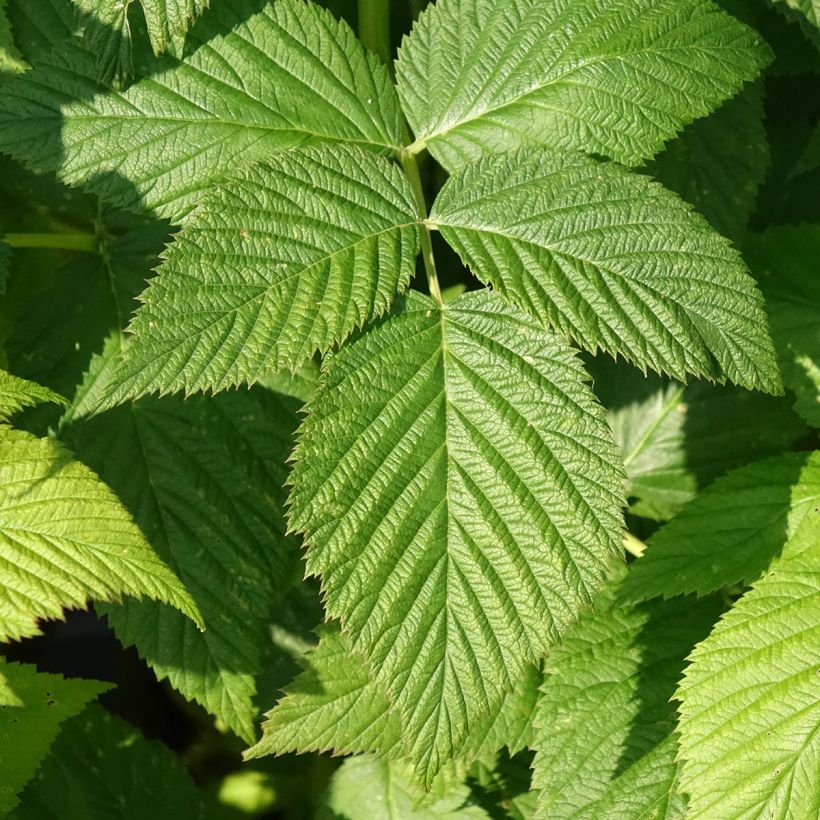 Framboisier Paris (remontant) Bio (Foliage)