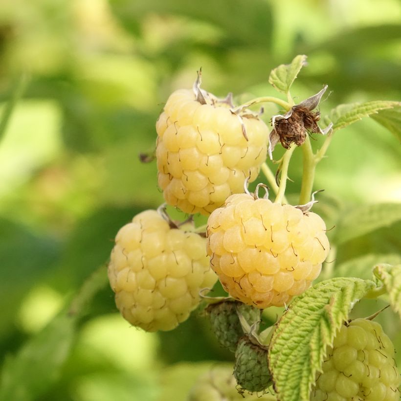 Framboisier Primeberry Autumn Sun - Rubus idaeus (Harvest)