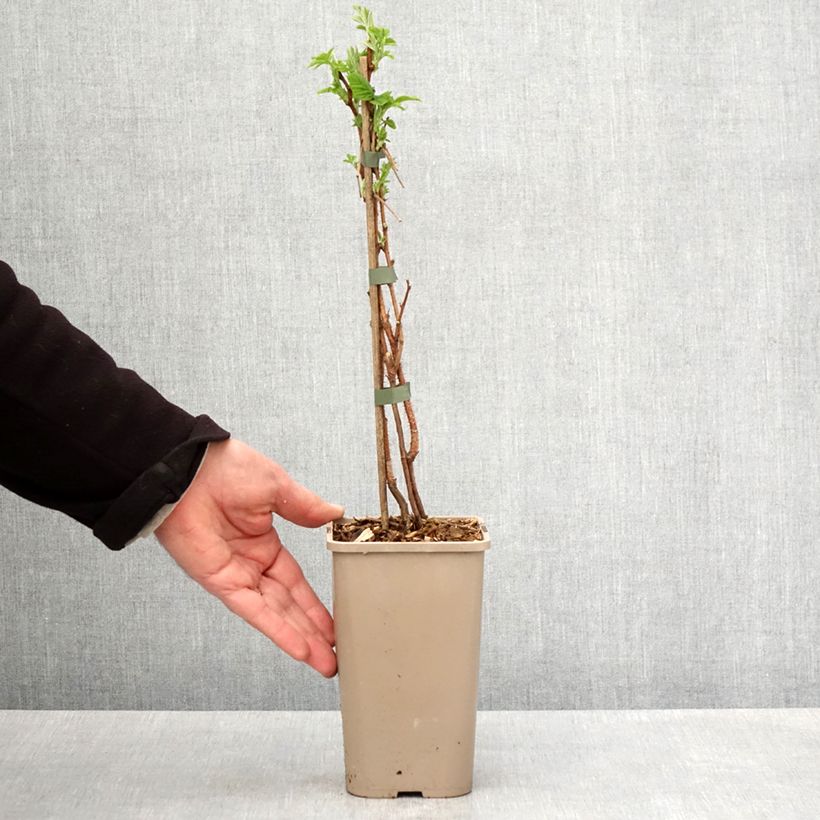 Example of Framboisier Primeberry Autumn Sun - Rubus idaeus Pot de 1,5L/2L, Touffe as you get in printemps