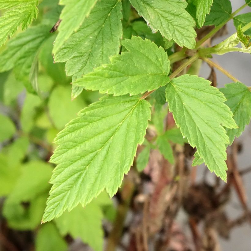 Framboisier Primeberry Autumn Wildy - Rubus idaeus  (Foliage)