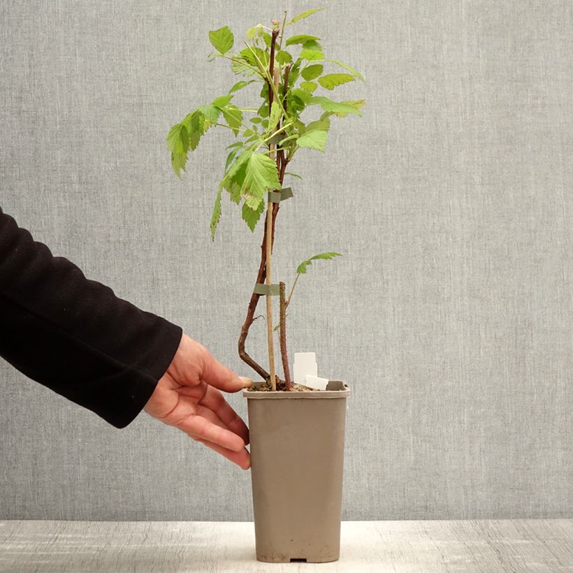 Example of Framboisier Primeberry Autumn Wildy - Rubus idaeus  Pot de 1,5L/2L as you get in printemps