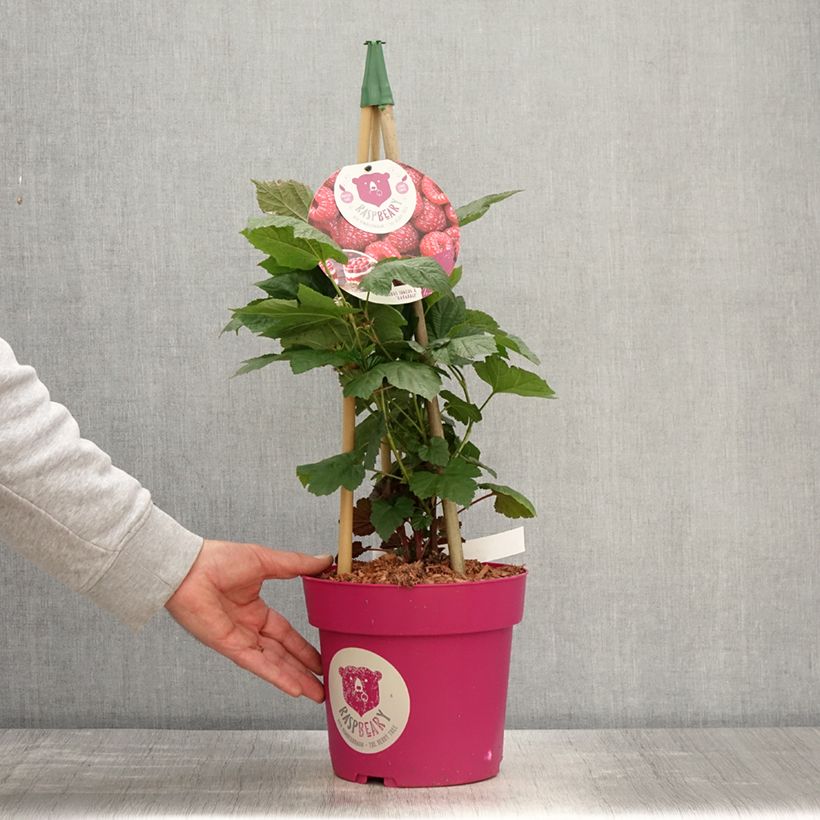 Example of Framboisier Raspbeary (remontant) - Rubus idaeus Pot de 4L/5L, Touffe as you get in printemps
