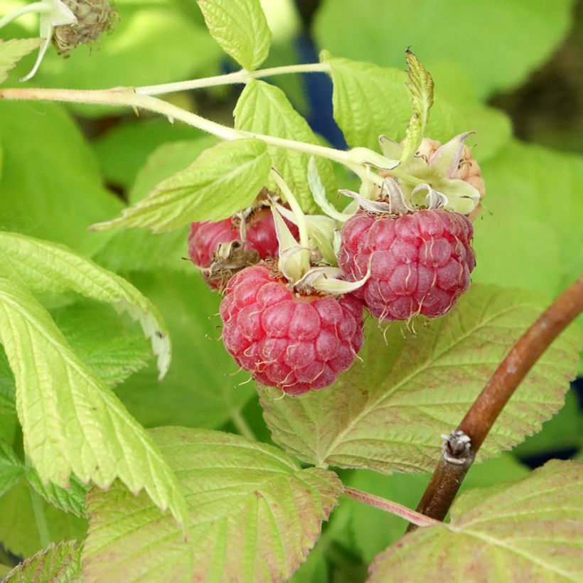 Framboisier remontant Frambélise - Rubus idaeus (Harvest)