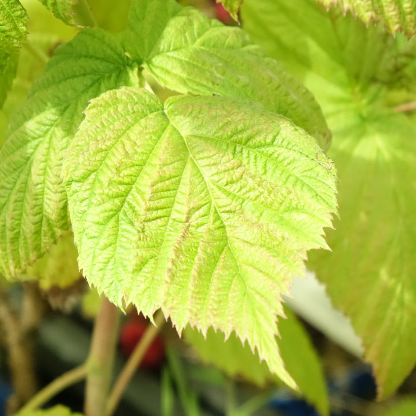 Framboisier remontant Frambélise - Rubus idaeus (Foliage)