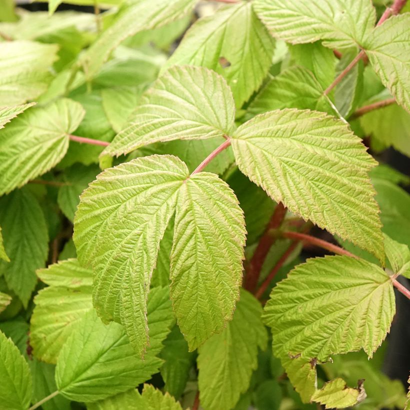 Framboisier remontant Sanibelle - Rubus idaeus (Foliage)