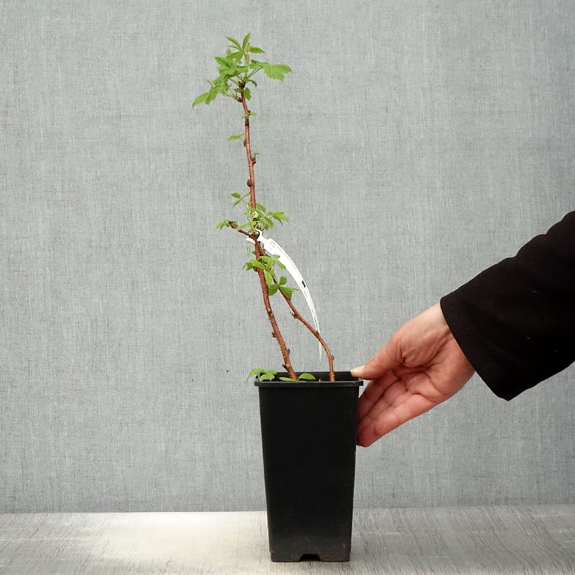 Spécimen de Framboisier remontant Scepter - Rubus idaeus Pot de 1L/1,5L tel que livré au printemps