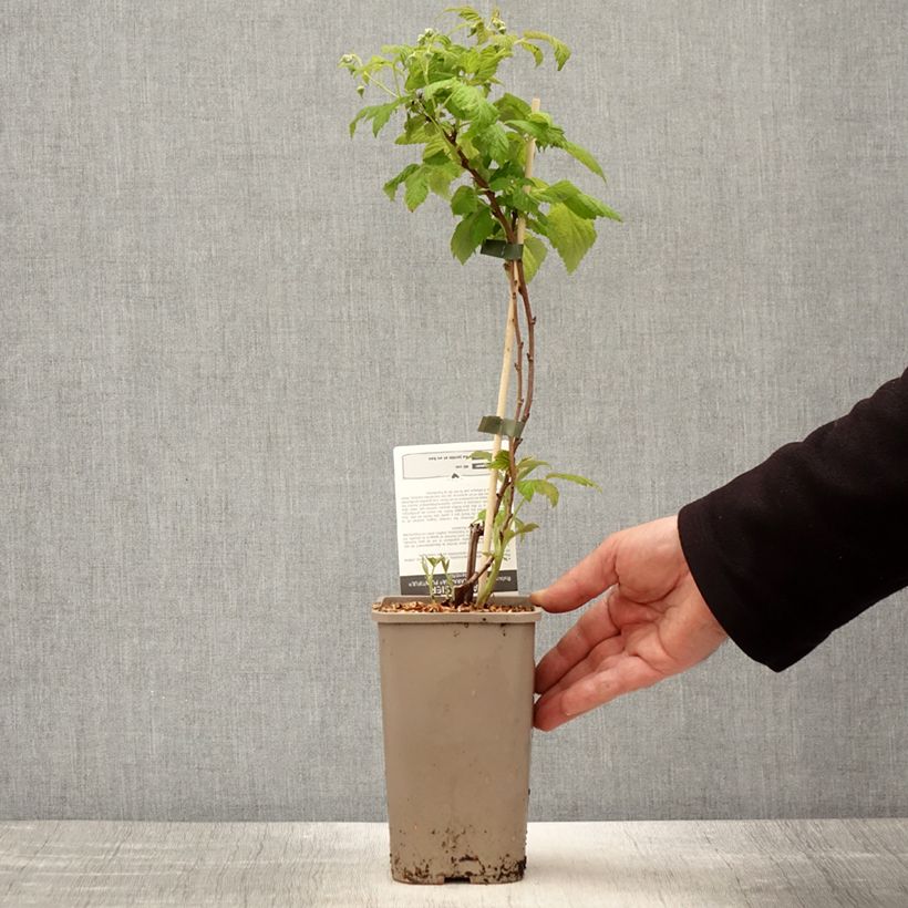 Example of Framboisier Schlaraffia Plentiful (remontant) Pot de 1,5L/2L, Touffe as you get in printemps