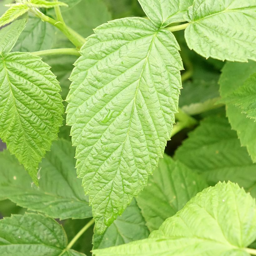 Framboisier Schlaraffia Golddigger - Rubus idaeus (Foliage)
