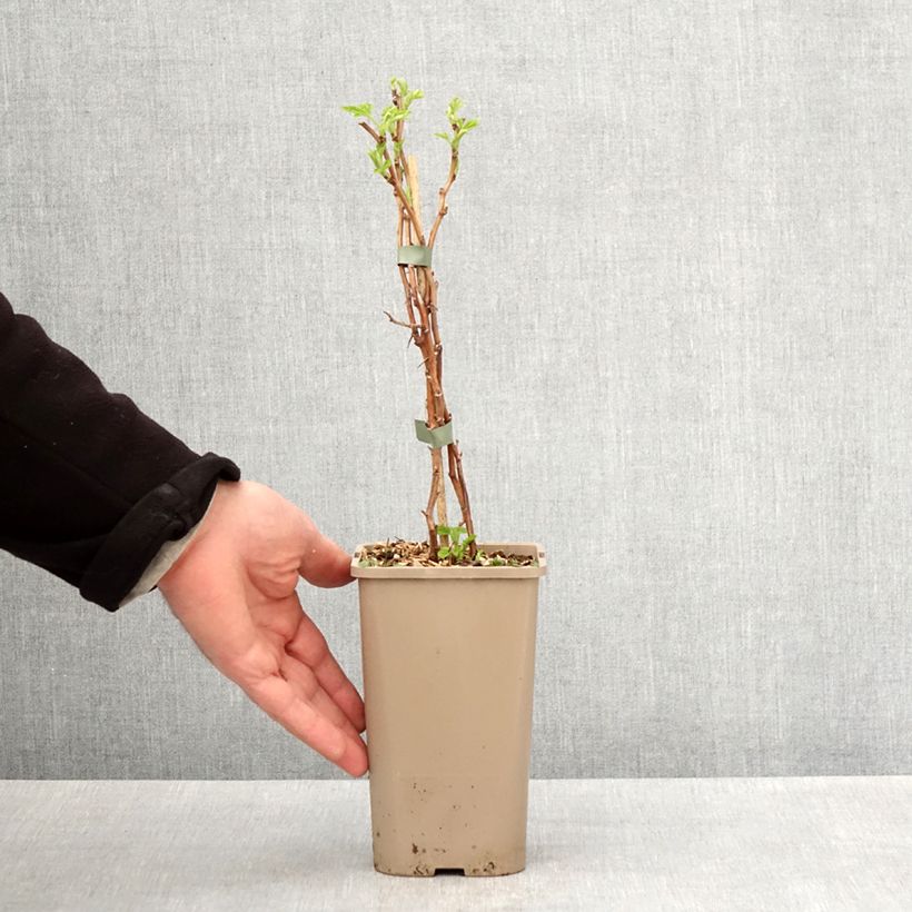 Example of Framboisier Schlaraffia Golddigger - Rubus idaeus Pot de 1,5L/2L, Touffe as you get in printemps