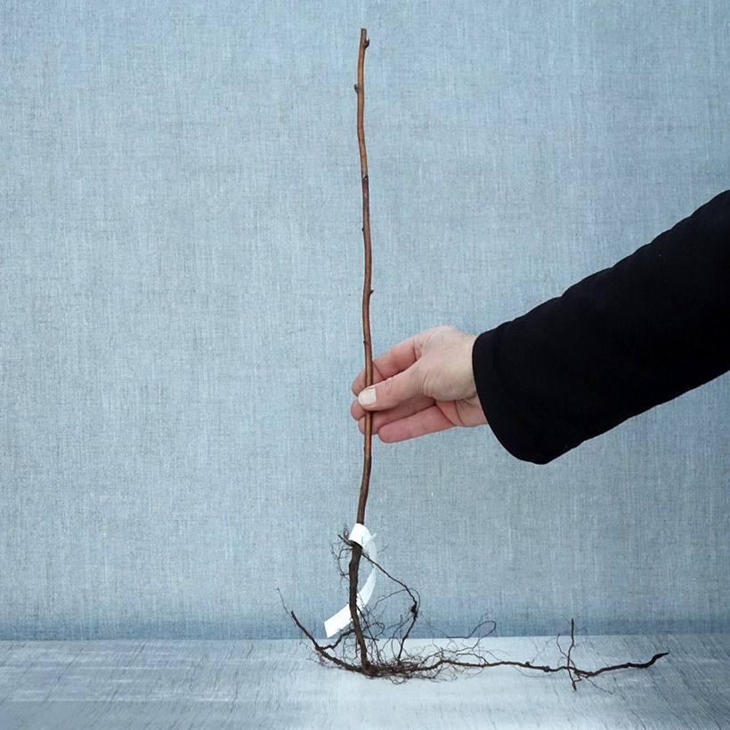 Spécimen de Framboisier Schönemann - Rubus idaeus Racines nues, Buisson tel que livré en hiver