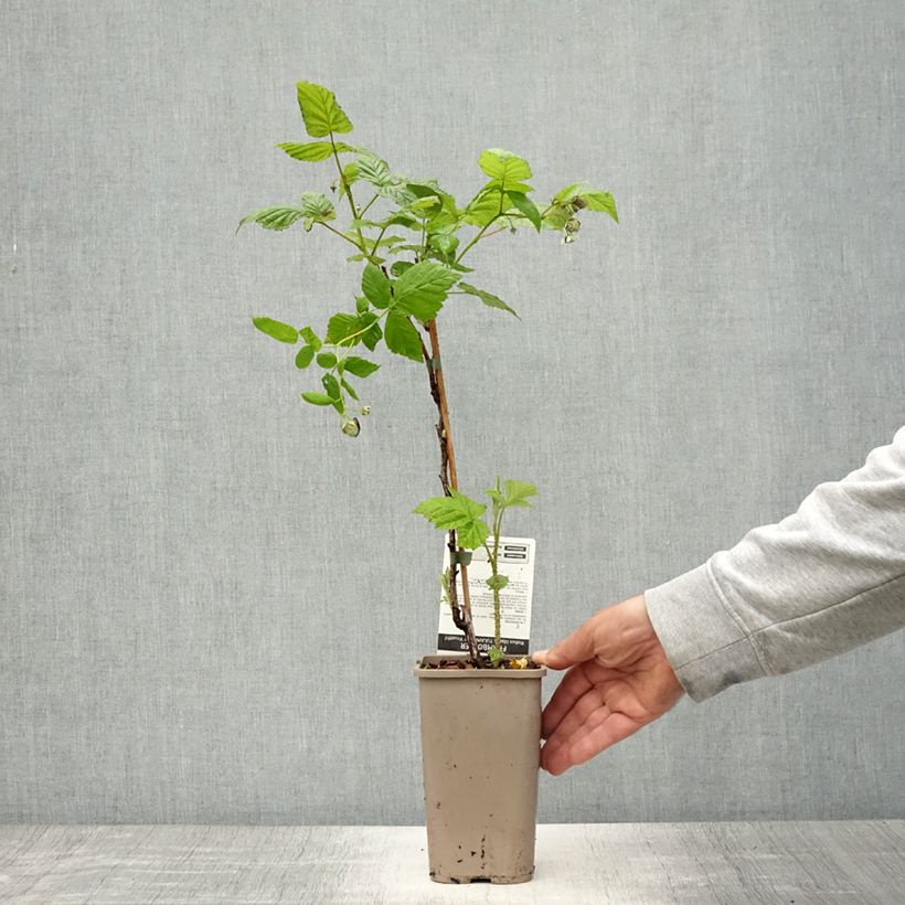 Example of Framboisier Tulamagic non remontant Pot de 1,5L/2L as you get in printemps