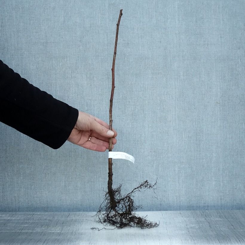 Example of Framboisier Tulameen - Rubus idaeus Racines nues, Buisson as you get in hiver