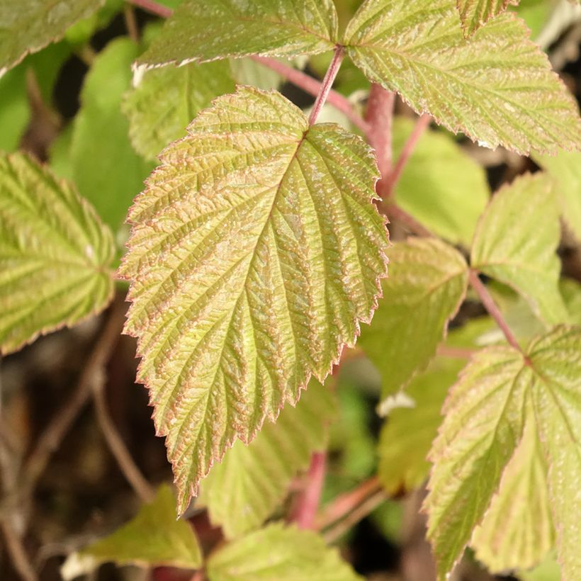 Framboisier Twotimer Allyouneed - Rubus idaeus (remontant) (Foliage)