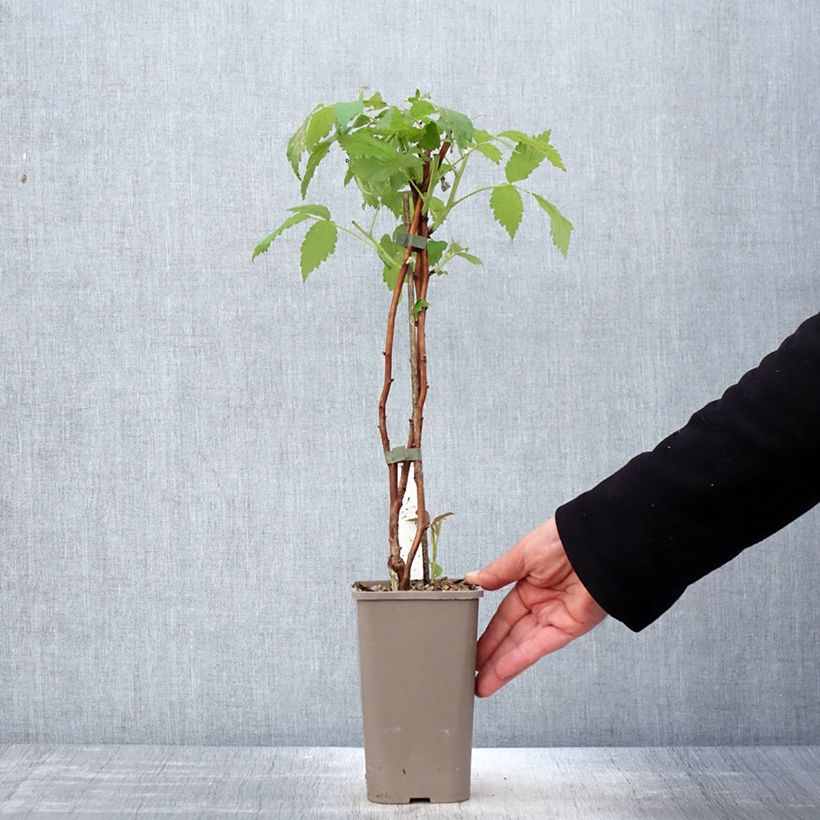 Example of Framboisier Twotimer Allyouneed - Rubus idaeus (remontant) Pot de 1,5L/2L as you get in printemps