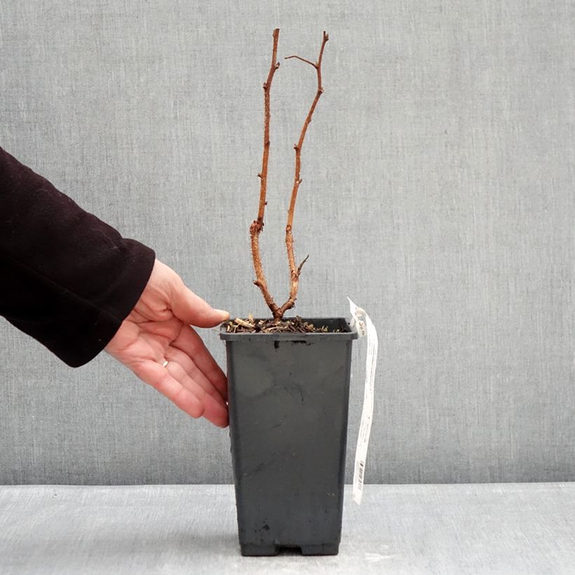 Example of Framboisier Valentina (non remontant) Pot de 1,5L/2L, Touffe as you get in hiver