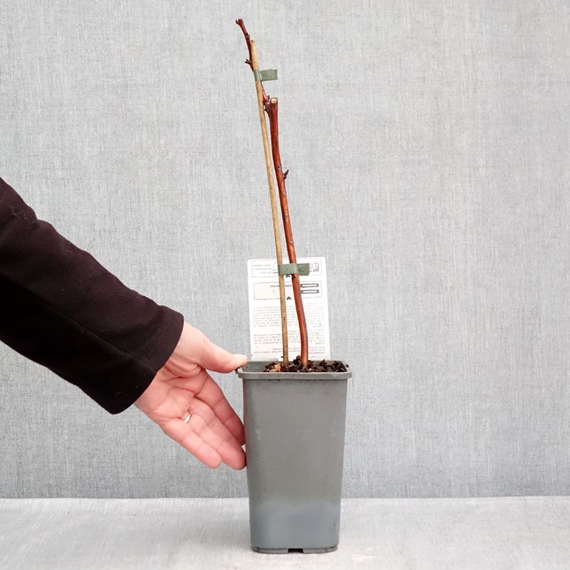 Spécimen de Framboisier Versailles (remontant) Bio Pot de 1,5L/2L, Touffe tel que livré en automne