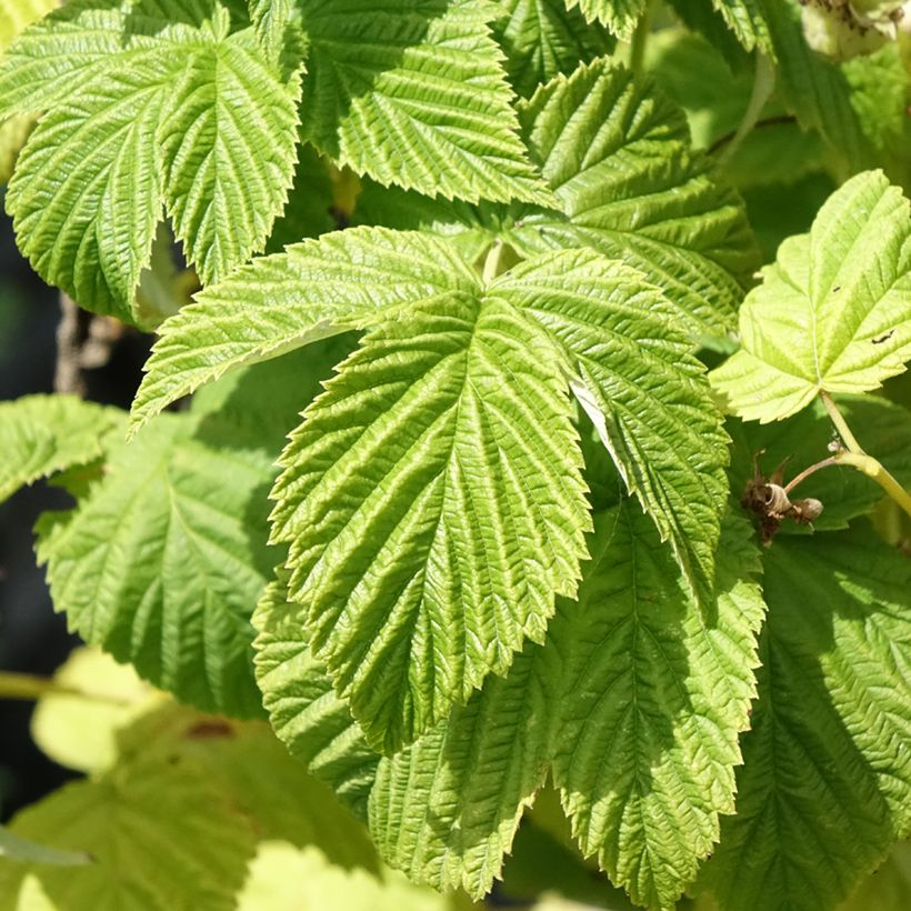 Framboisier Violette (non remontant) (Foliage)