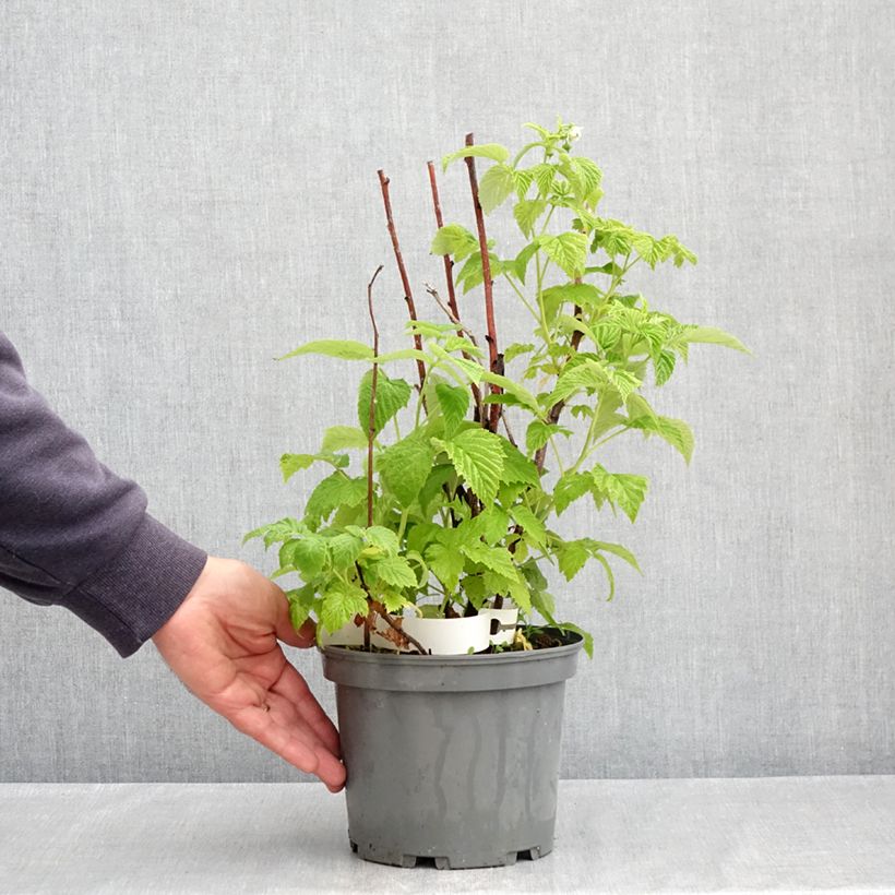 Example of Framboisier Violette (non remontant) Pot de 3L/4L as you get in printemps