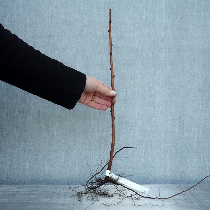 Example of Framboisier Willamette (non remontant) Racines nues, Buisson as you get in hiver