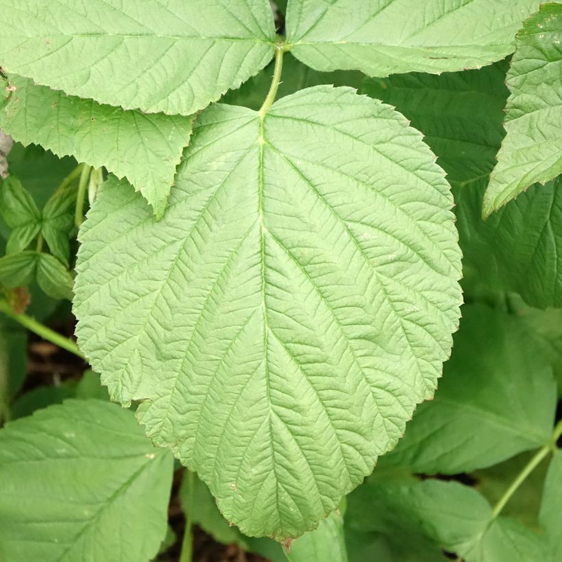 Framboisier Zeva - Zefa Herfsternte (remontant) (Feuillage)