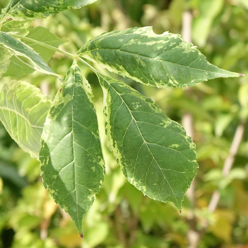 Fraxinus americana Hunky Punk - Frêne d'Amérique panaché (Foliage)