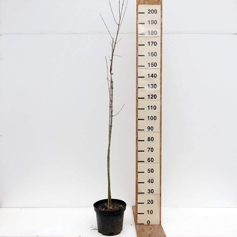 Example of Fraxinus americana Hunky Punk - Frêne d'Amérique panaché Pot de 7,5L/10L as you get in hiver