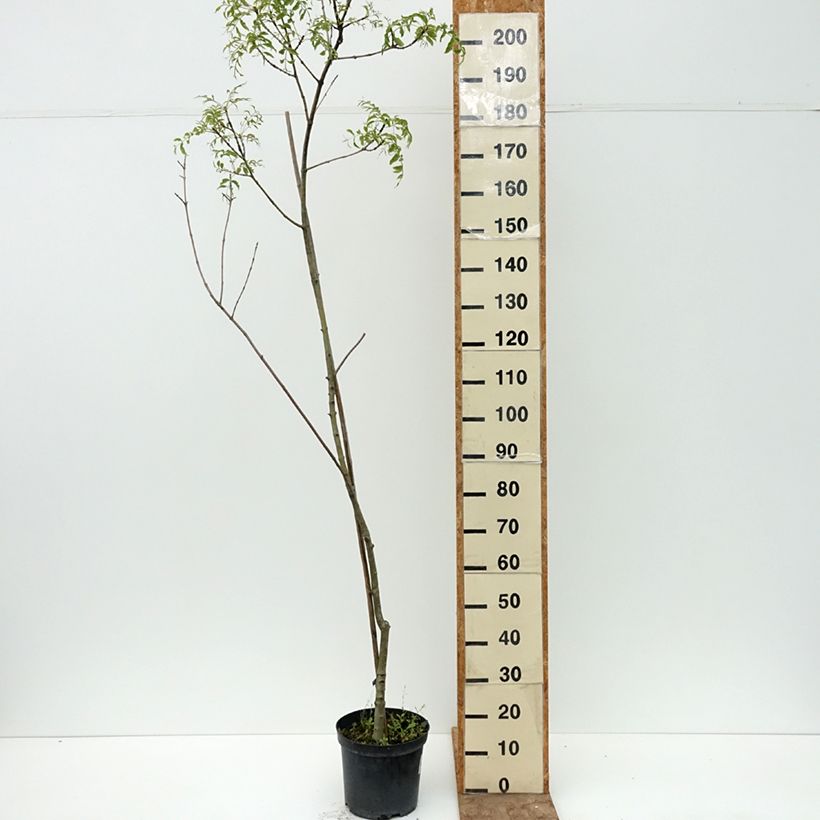 Spécimen de Fraxinus excelsior Aarsee - Frêne à feuilles réduites Pot de 7,5L/10L tel que livré en été