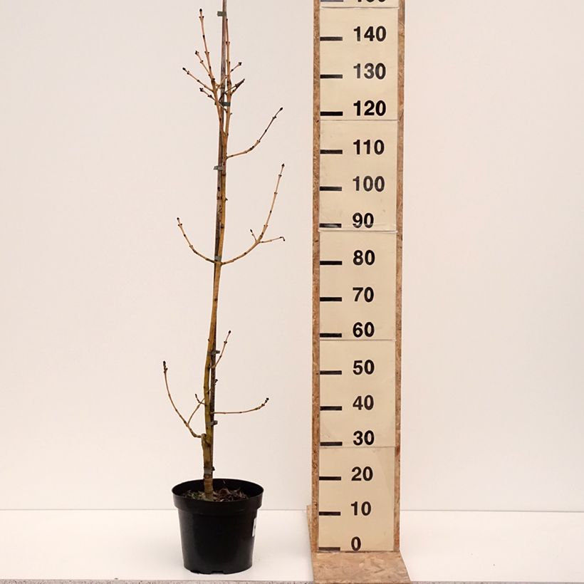 Example of Fraxinus excelsior Allgold - Frêne commun Pot de 7,5L/10L as you get in hiver