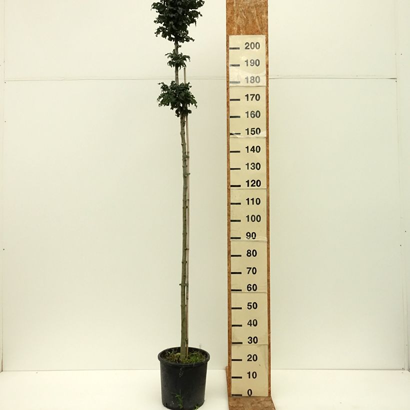 Spécimen de Fraxinus excelsior Crispa - Frêne à feuilles crispées Pot de 12L/15L, Tige tel que livré en été
