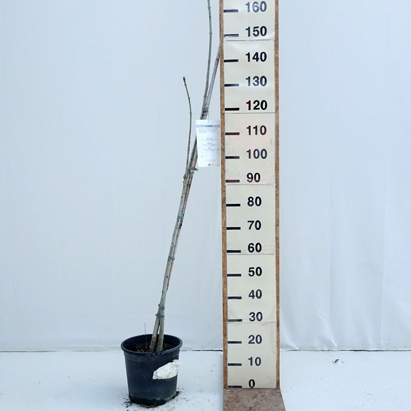 Spécimen de Fraxinus excelsior - Frêne commun Pot de 7,5L/10L tel que livré en hiver