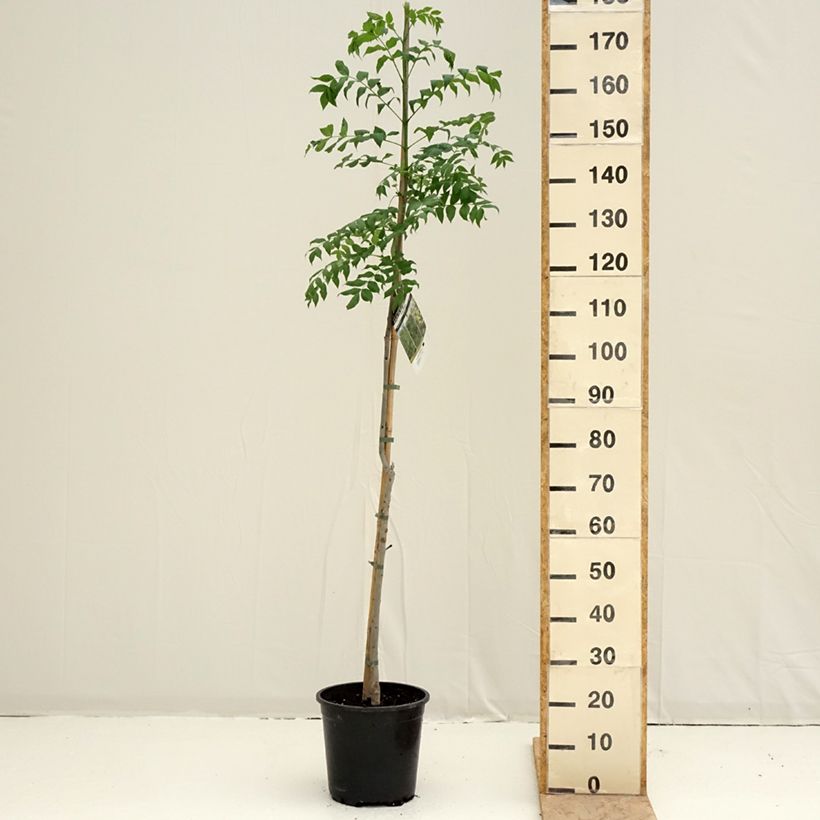 Example of Fraxinus excelsior - Frêne commun Pot de 7,5L/10L as you get in printemps