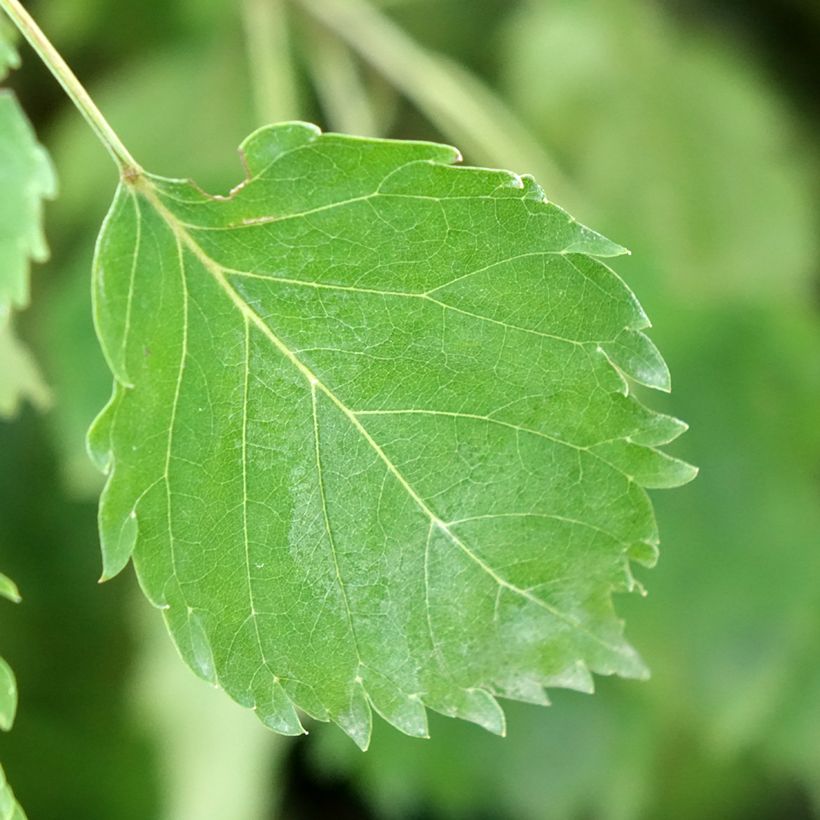 Fraxinus excelsior Heterophylla Pendula - Frêne pleureur (Feuillage)