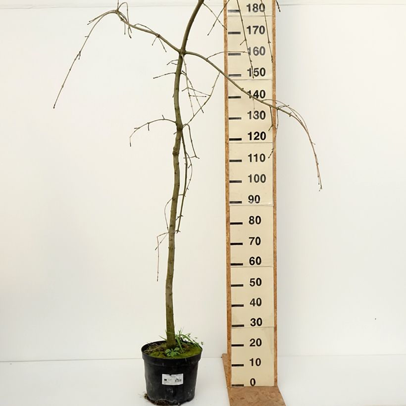 Spécimen de Fraxinus excelsior Heterophylla Pendula - Frêne pleureur Pot de 7,5L/10L tel que livré en automne