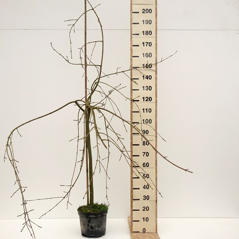 Spécimen de Fraxinus excelsior Heterophylla Pendula - Frêne pleureur Pot de 7,5L/10L tel que livré en hiver