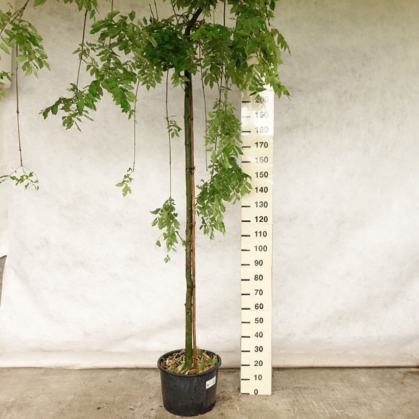 Example of Fraxinus excelsior Pendula - Frêne pleureur Pot de 30L/35L, Tige, Tige 8/10 as you get in ete