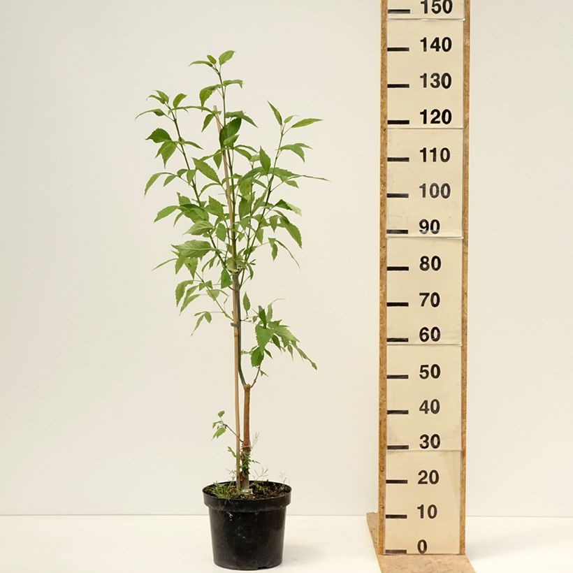 Example of Fraxinus excelsior Zygmunt Krasiński - Frêne commun Pot de 7,5L/10L as you get in printemps