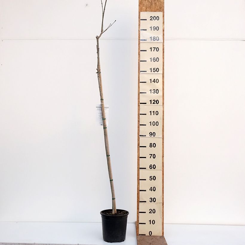 Spécimen de Fraxinus ornus - Frêne à fleurs, Orne Pot de 7,5L/10L tel que livré en hiver