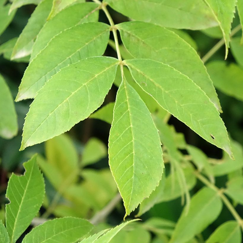 Fraxinus pennsylvanica Argenteomarginata - Frêne de Pennsylvanie panaché (Foliage)