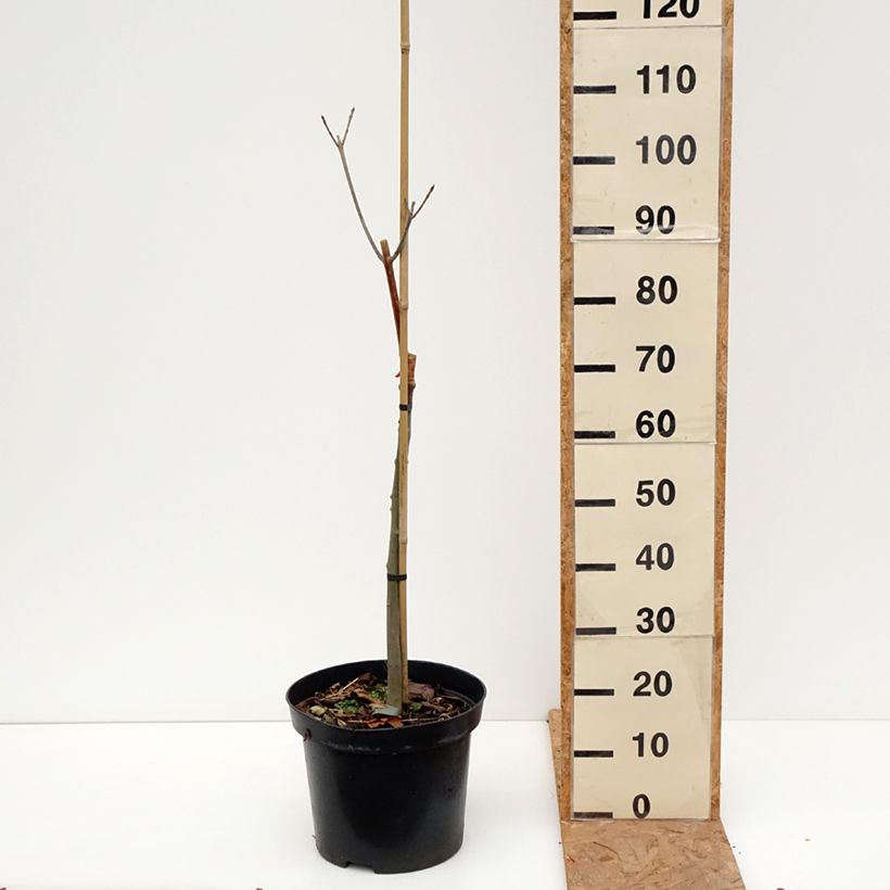 Spécimen de Fraxinus pennsylvanica Argenteomarginata - Frêne de Pennsylvanie panaché Pot de 7,5L/10L tel que livré en automne