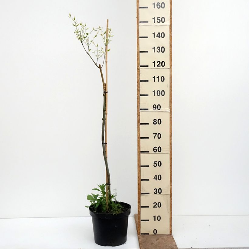 Spécimen de Fraxinus pennsylvanica Argenteomarginata - Frêne de Pennsylvanie panaché Pot de 7,5L/10L tel que livré au printemps