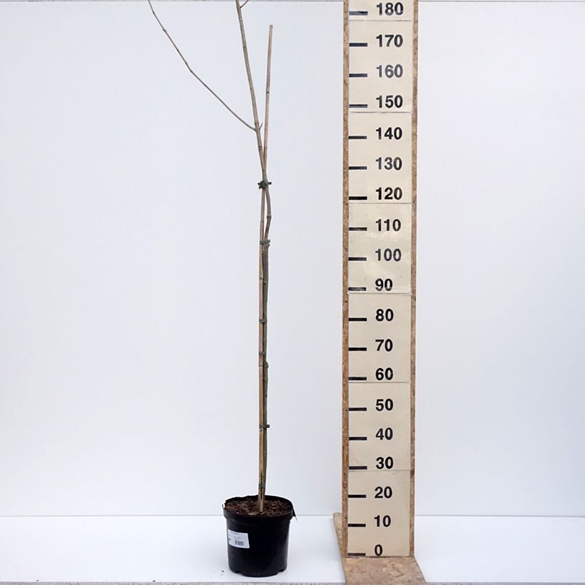 Example of Fraxinus spaethiana - Frêne de Spaeth Pot de 7,5L/10L, Tige as you get in hiver