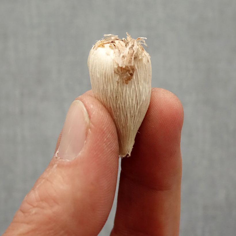 Spécimen de Freesia Double Bleu - Muguet du Cap Bulbe calibre 4+ tel que livré au printemps