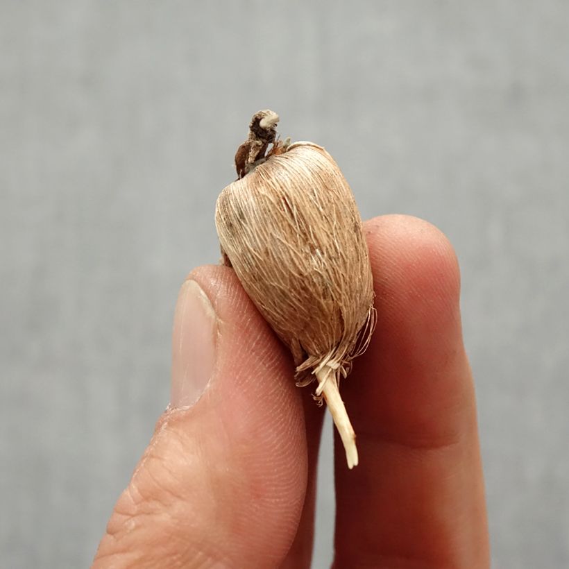 Example of Freesia double orange - Muguet du Cap Bulbe calibre 6+ as you get in printemps