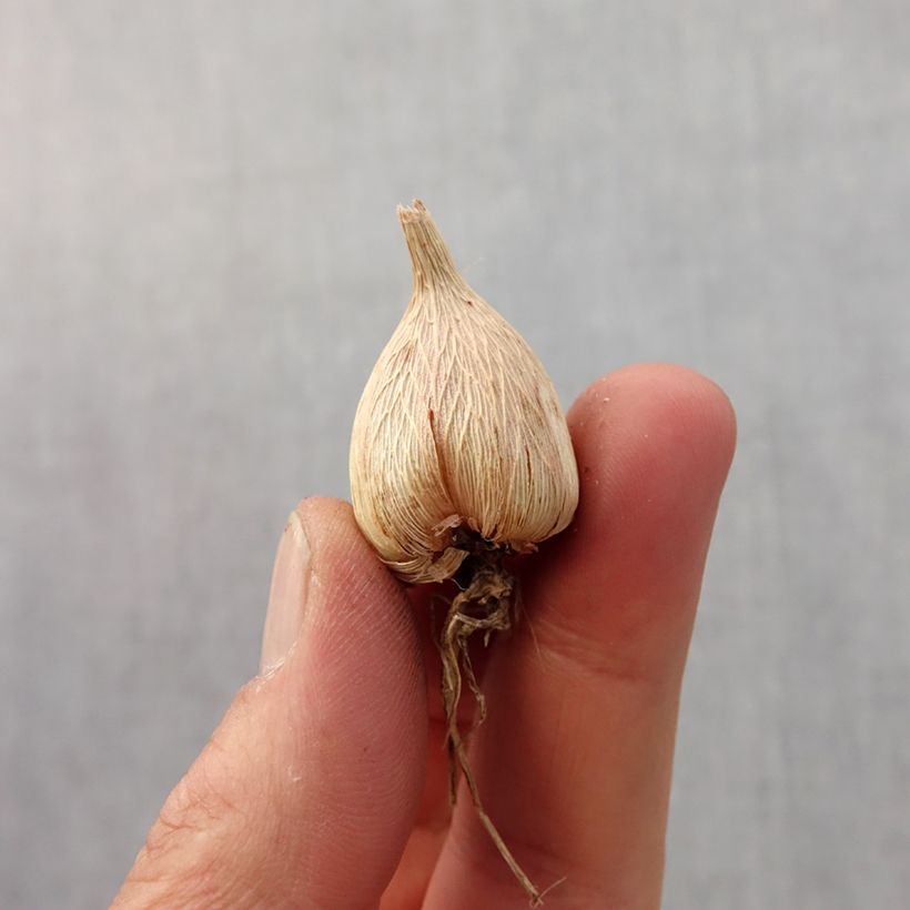 Example of Freesia simple Blanc - Muguet du Cap Bulbe calibre 5+ as you get in printemps