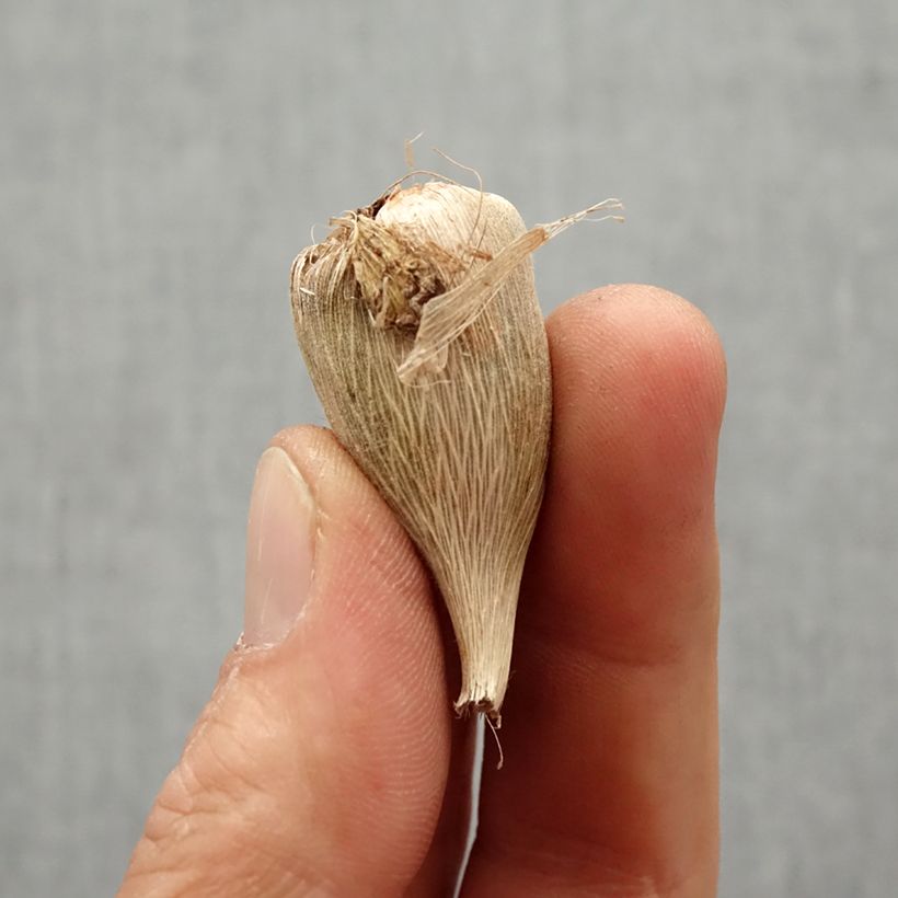 Example of Freesia Simple Bleu - Muguet du Cap Bulbe calibre 5+ as you get in printemps